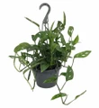Hirt's Swiss Cheese Plant -Monstera adansonii- 6" Hanging Basket