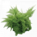 Rare Cotton Candy Fern - Nephrolepis exaltata 'Smithii' - 6" Hanging Basket