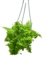 Rare Cotton Candy Fern - Nephrolepis exaltata 'Smithii' - 6" Hanging Basket