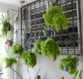 Rare Cotton Candy Fern - Nephrolepis exaltata 'Smithii' - 6" Hanging Basket