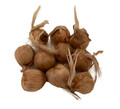 Saffron Crocus 10 Bulbs + Saffron Bulb Food - Crocus Sativus