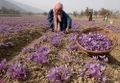 Saffron Crocus 10 Bulbs + Saffron Bulb Food - Crocus Sativus