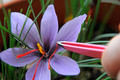 Saffron Crocus 100 Bulbs + Saffron Bulb Food - Crocus Sativus