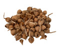 Saffron Crocus 50 Bulbs + Saffron Bulb Food - Crocus Sativus