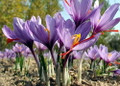 Saffron Crocus 50 Bulbs + Saffron Bulb Food - Crocus Sativus