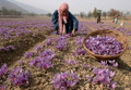 Saffron Crocus 50 Bulbs + Saffron Bulb Food - Crocus Sativus