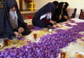 Saffron Crocus 50 Bulbs + Saffron Bulb Food - Crocus Sativus