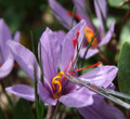 Saffron Crocus 50 Bulbs + Saffron Bulb Food - Crocus Sativus