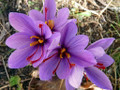 Saffron Crocus 50 Bulbs + Saffron Bulb Food - Crocus Sativus