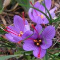 Saffron Crocus 25 Bulbs + Saffron Bulb Food - Crocus Sativus