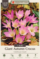 Giant Colchicum Fall Crocus - 1 Bulb - 20/+ cm