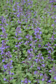 Blue Wonder Catmint Perennial Plant - Nepeta racemosa - Gallon Pot