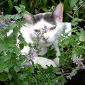 Blue Wonder Catmint Perennial Plant - Nepeta racemosa - Gallon Pot