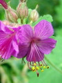 Karmina Hardy Geranium - Gallon Pot - Aromatic Foliage - Deep Rose Blooms
