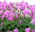 Karmina Hardy Geranium - Gallon Pot - Aromatic Foliage - Deep Rose Blooms