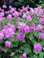 Karmina Hardy Geranium - Gallon Pot - Aromatic Foliage - Deep Rose Blooms