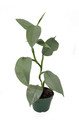 Rare Silver Sword Philodendron Hastatum - 4" Pot