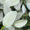 Rare Silver Sword Philodendron Hastatum - 4" Pot