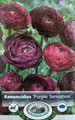 Purple Sensation Persian Buttercup 10 Bulbs 8/+cm - Ranunculus Tecolote - Hardy