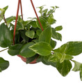 Variegated Lipstick Plant - 4" Mini Hanging Basket - Aeschynanthus lobbianus