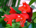 Variegated Lipstick Plant - 4" Mini Hanging Basket - Aeschynanthus lobbianus