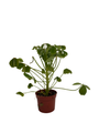 Giant Shamrock - Tree Oxalis - 2.5" Pot