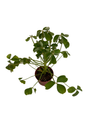 Giant Shamrock - Tree Oxalis - 2.5" Pot