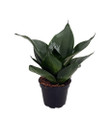 Green Jade Birdsnest Snake Plant - Sanseveria - Impossible to kill! - 2" Pot