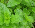 Lemon Balm Herb - 100 Seeds