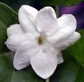 Ohio Grown Arabian Tea Jasmine Plant - Maid of Orleans - 2.5" Pot