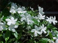 Ohio Grown Arabian Tea Jasmine Plant - Maid of Orleans - 2.5" Pot