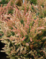 Spring Torch Scotch Heather - Calluna vulgaris - Hardy - 4" Pot