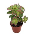 Kiwi Verde Succulent Tree - Aeonium - Succulent - 2.5" Pot Grown by Hirt's Gardens