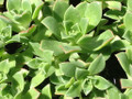 Kiwi Verde Succulent Tree - Aeonium - Succulent - 2.5" Pot Grown by Hirt's Gardens