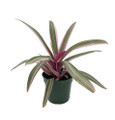 Tricolor Moses in the Cradle Plant - Rhoeo - 4" Pot