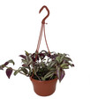 Sterling Silver Tradescantia - Purple & Silver - 6" Hanging Basket