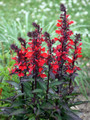 Starship™ Scarlet Bronze Leaf Cardinal Perennial Plant - Lobelia - Quart Pot