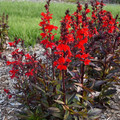 Starship™ Scarlet Bronze Leaf Cardinal Perennial Plant - Lobelia - Quart Pot