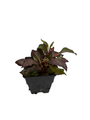 Starship™ Scarlet Bronze Leaf Cardinal Perennial Plant - Lobelia - Quart Pot