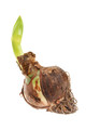 Double Dream Double Amaryllis Bulb - 32/34 cm Bulb