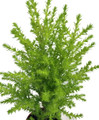 Lemon Scented Goldcrest Cypress Tree - Indoors/Out/FairyGarden - 2.5" Pot