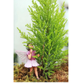Lemon Scented Goldcrest Cypress Tree - Indoors/Out/FairyGarden - 2.5" Pot