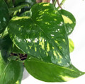 Golden Devil's Ivy - Pothos - Epipremnum - 4" Pot - Easy House Plant