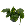 Golden Devil's Ivy - Pothos - Epipremnum - 4" Pot - Easy House Plant