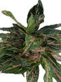 Sparkling Sarah Chinese Evergreen Plant - Aglaonema - Grows in Dim Light - 5" Pot