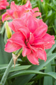 Candy Nymph Giant Dutch Double Amaryllis Bulb - 34/36 cm Bulb