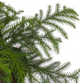 Decorated Live Norfolk Island Pine - Indoor Christmas Tree - 6" Pot Decorated Live Norfolk Island Pine - Indoor Christmas Tree - 6" Pot