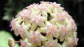 Rare Macro Wax Plant - Hoya macrophylla - Collector's Series - 4" Pot