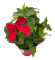 Holiday Wreath English Ivy - Hedera - Hoop Trellis and Bow - 4" Pot
