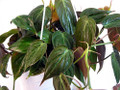 Rare Velvet Leaf Bronze Micans Vine - Philodendron - 6" Hanging Basket